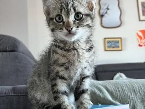 Chat BENGAl &agrave; l adoption 140 30290 Laudun-l'ardoise