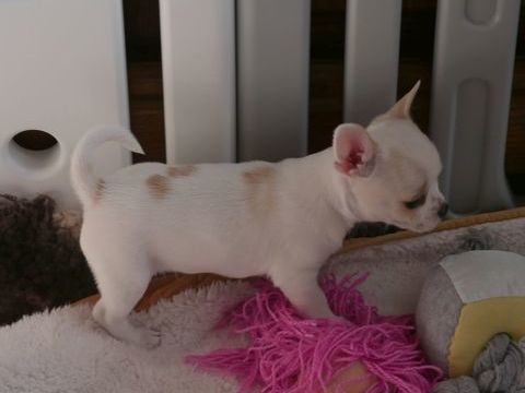 CHIOTS MALES CHIHUAHUAS POIL COURT 1250 71520 Montmelard