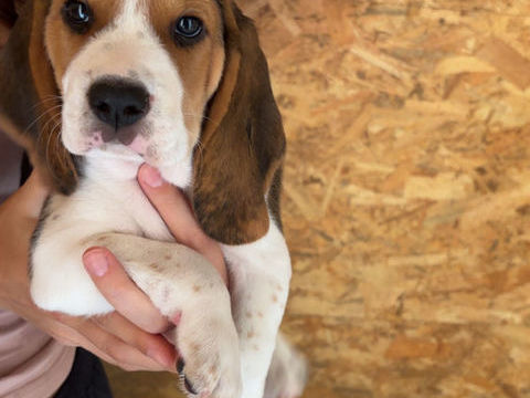Chiots Beagle M&acirc;les 0 31370 Rieumes
