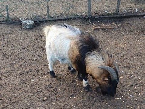 Bouc nain 50 02100 Saint-quentin