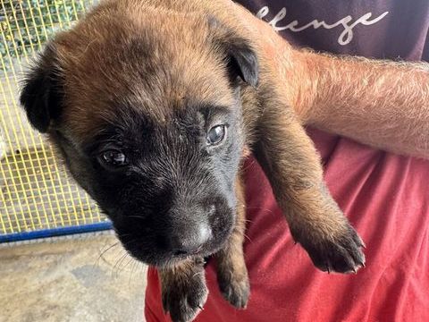 Chiot berger belge malinois 500 17490 Neuvicq-le-château