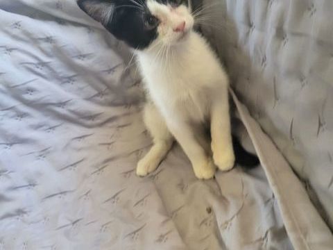 Chatons Maine Coon adorables 560 31290 Villefranche-de-lauragais