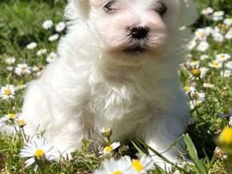 Chiot bichon Maltais LOF 1600 40000 Mont-de-marsan