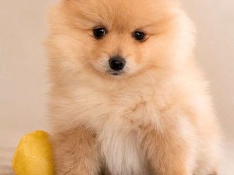 SPITZ males et femelles 1500 83330 Le beausset