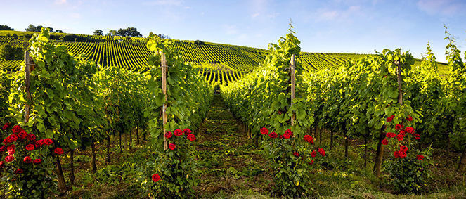 Agence CRT BOURGOGNE Toucy