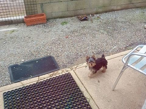 york 900 16230 Sainte-colombe