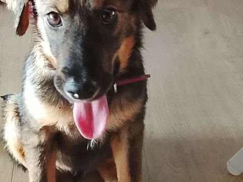 Azzura, femelle X berger n&eacute;e le 04/09/2025 300 50000 Baudre