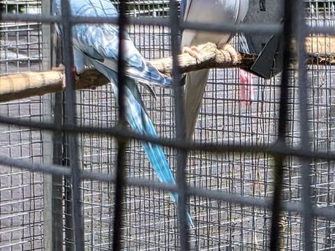couple perruche collier mutation adulte 320 65390 Aurensan