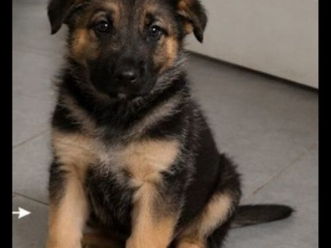 Chiot berger allemand femelle 660 27210 Fort-moville