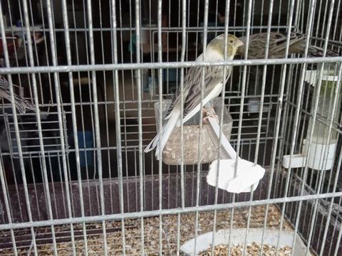 Canaris 5 29420 Mespaul