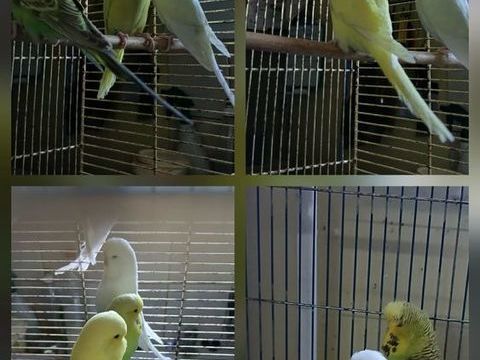 deux couples perruche anglaise posture bagué 2025 35 63190 Lezoux