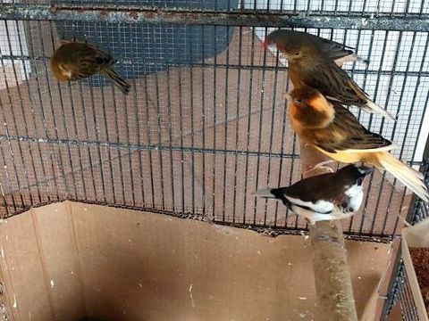 canaris m&acirc;les 2025 15 31140 Launaguet