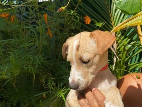 Tyna, femelle X croiser berger , née le 15/08/2025 300 39000 Lons-le-saunier