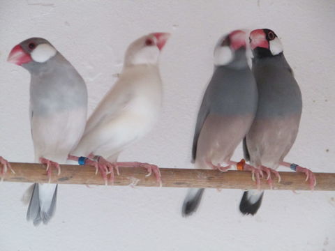 PADDAS MDJ CAILLE DE CHINE +DIVERS MATÉRIEL
FAIRE OFFRE 1 51400 Mourmelon-le-grand