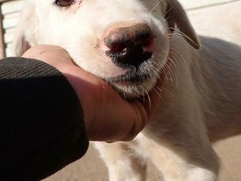 Bolt à l'adoption 320 72000 Le mans