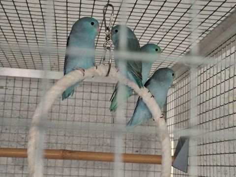 Toui celeste mutation 
30 02100 Saint-quentin