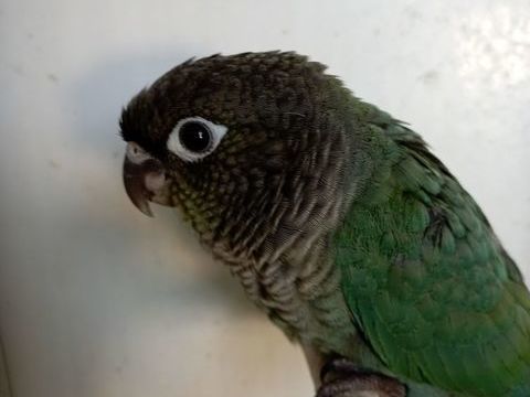 M&acirc;le conure molinae bagu&eacute; CDE 2026 85 44560 Corsept
