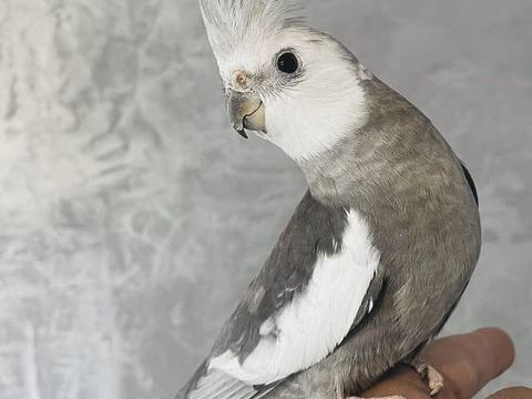 Très Belles Perruches Calopsitte EAM BIEN APPRIVOISÉES 2025 149 94450 Limeil-brvannes