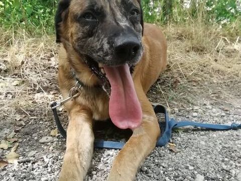 Chien BRETZEL à l adoption 210 26400 Crest