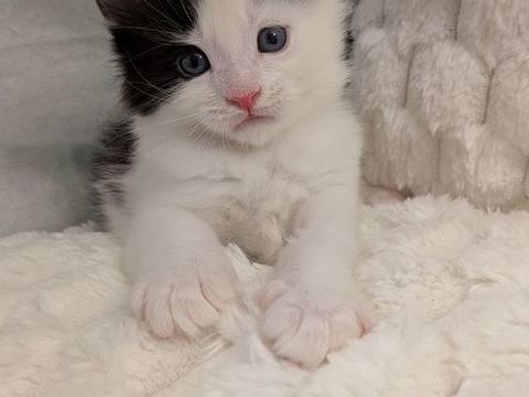 Chaton Maine Coon LOOF à réserver 1500 66250 Saint-laurent-de-la-salanque