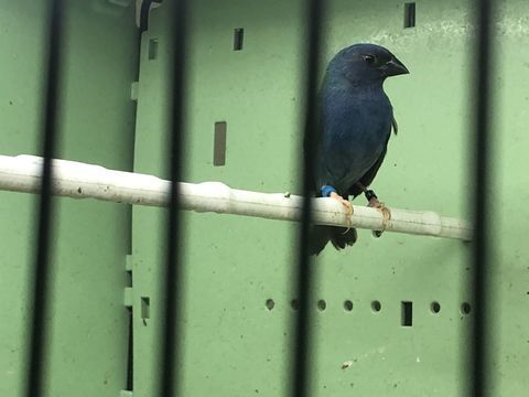 Diamant azuvert 70 93220 Gagny