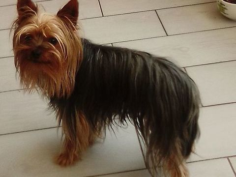 YORK 150 16230 Sainte-colombe