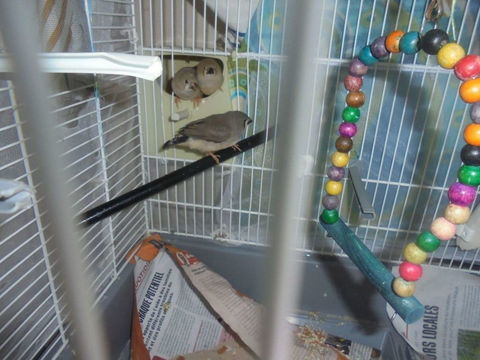 joli mandarin 0 85150 Les achards