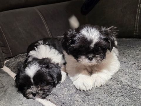 Vends chiots Shi Tzu 800 44470 Carquefou