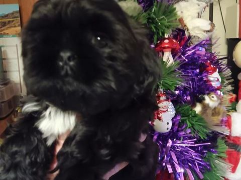 Chiots shih-tzu 900 38210 Saint-quentin-sur-is�re