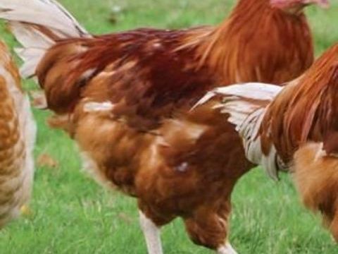 Poulets de chair 0 07610 Scheras