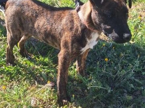 Chien MAX &agrave; l adoption 250 34450 Vias