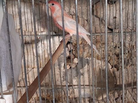 MALE ROSELIN DU MEXIQUE OPALE 2024 60 95170 Deuil-la-barre