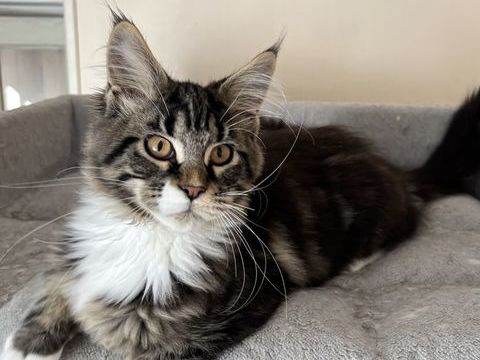 Magnifique chatons Maine Coon 950 91670 Angerville