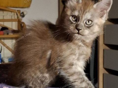 Chaton black smoke, fils de triple champion 1600 13015 Marseille