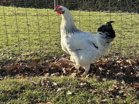 Coq 5 49670 Valanjou