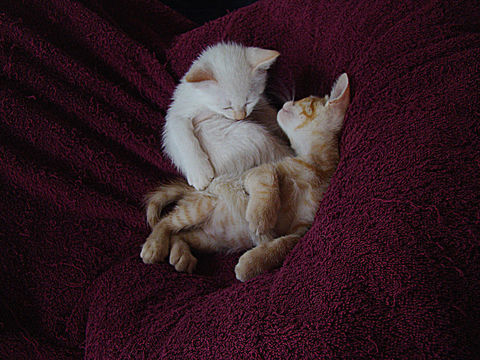 Adorables jeunes chatons... 0 31300 Toulouse