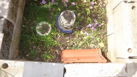 tortue terrestre 60 81130 Ta�x