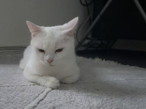 Chatte blanche 0 67100 Strasbourg