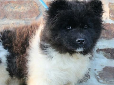 Magnifique chiot  akita am&eacute;ricain 500 75005 Paris