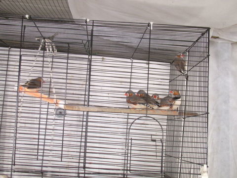 oiseaux 7 17210 Montlieu-la-garde