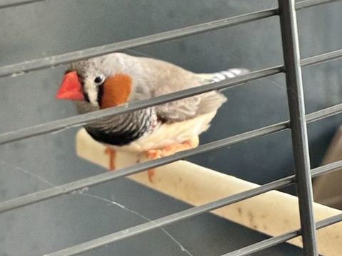 Mendarin mal 5 49300 Cholet