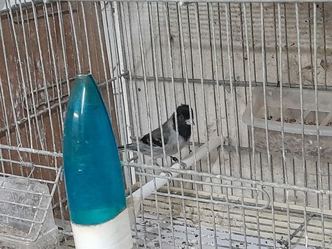 MALES CANARIS NOTATA X RAZA 2025 90 95170 Deuil-la-barre