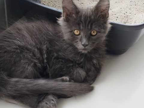 Chaton maine coon LOOF ? 1100 29600 Saint-martin-des-champs