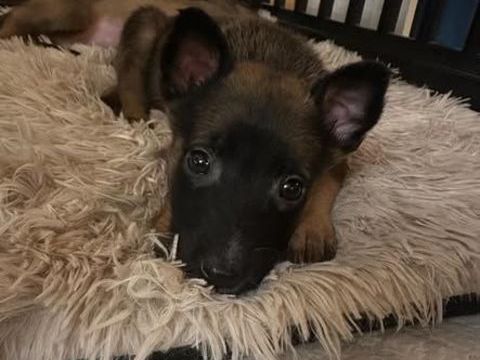 Chien BLACK à l adoption 300 26270 Loriol-sur-drme