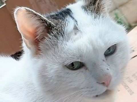 Tendre comme un LOUKOUM, à l'adoption 250 92290 Chtenay-malabry