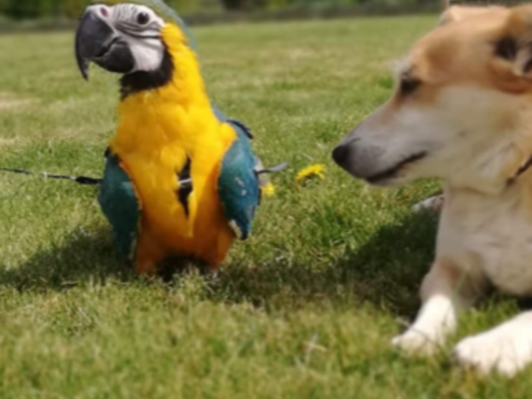 ARA BLEU ET JAUNE ELEVE A LA MAIN 1800 85300 Challans