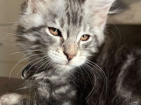 Chaton m&acirc;le Maine coon LOOF 1350 89700 Tonnerre