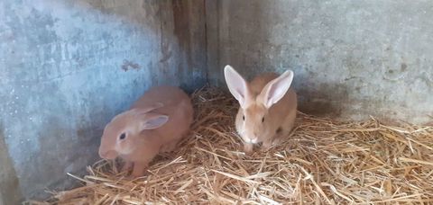 Lapin de race fauve de Bourgogne crois&eacute; papillon 15 29400 Lampaul-guimiliau