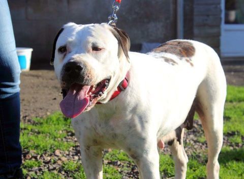 ORANE, magnifique Bouledogue Américain croisée Dogue Argentin à adopter via l'association UMA 330 18200 Saint-amand-montrond