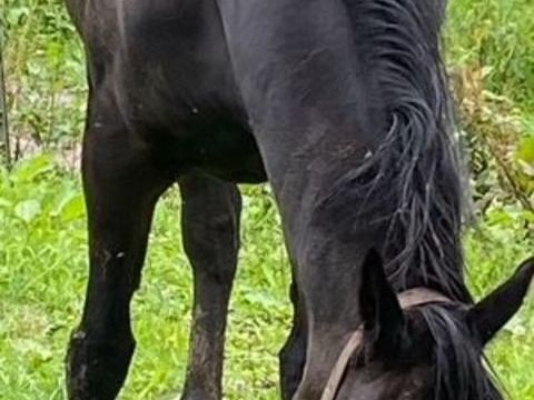 DONNE CHEVAL CONTRE BONS SOINS 0 67201 Eckbolsheim